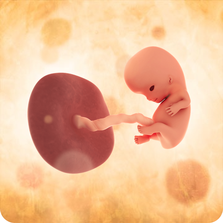 Test Article Pregnancy T1 (Kehamilann) 1 QA Title